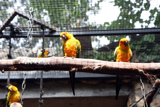 Parrots in a line