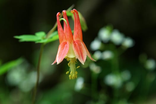 Red Columbine (Aquilegia Canadensis) Flowering in a Minnesota forest.
