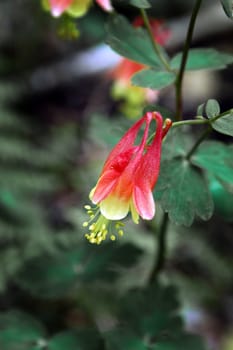 Red Columbine (Aquilegia Canadensis) Flowering in a Minnesota forest.