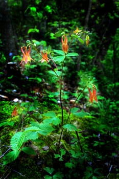 Red Columbine (Aquilegia Canadensis) Flowering in a Minnesota forest.