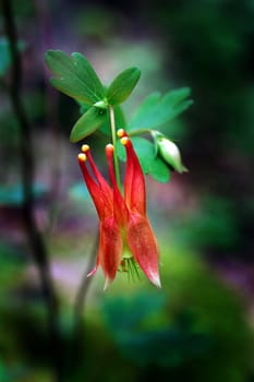 Red Columbine (Aquilegia Canadensis) Flowering in a Minnesota forest.