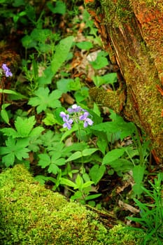 Light Blue Flowers in bloom in the forest amongst green vegetation and old mossy logs.