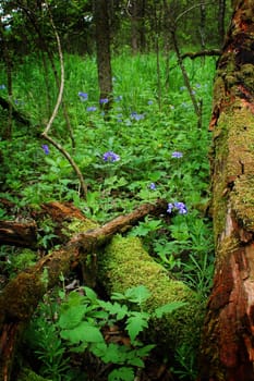 Blue Flowers in bloom in the forest amongst green vegetation and old mossy logs.