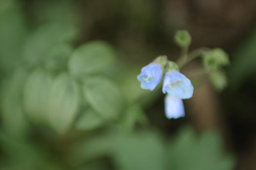 Light Blue Flowers in bloom in the forest amongst green vegetation and leaves.