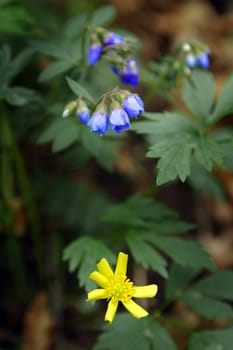 Close up image of blue and yellow flowers growing in the forest