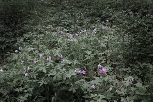 Image of a forest floor with natural ground cover and small blue flowers.