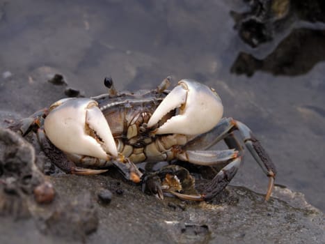 Amazing wildlife detail of an eating crab in the natural environment.          