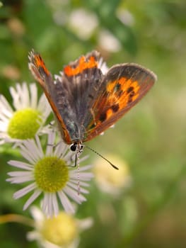Close-up of a butterfly on a flower in the field          
