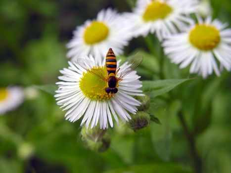 Upper view of a bee on the flower in the field.          