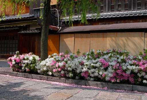 Azaleas hedge in Gion,Kyoto,during the beautiful Japanese spring season.          