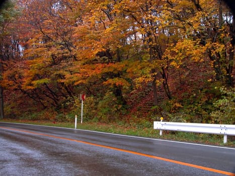 Road curve during autumn season  in a wet day.        