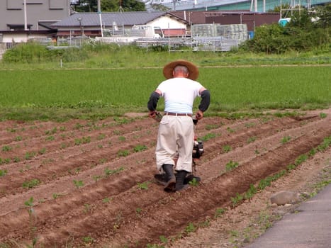 Japanese farmer working in the field          