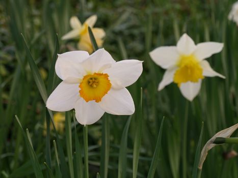daffodil garden flowers