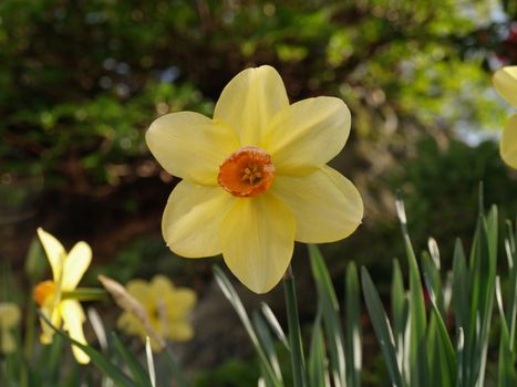 garden daffodil flowers