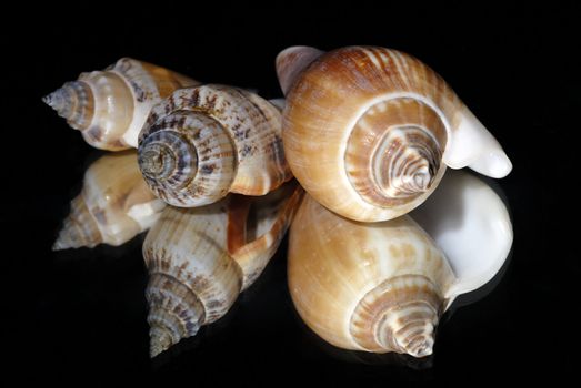 Macro of sea shells on a mirror isolated on black background