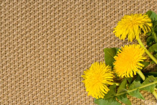 Beige textile Backgrounds close-up and spring dandelions in the right bottom corner