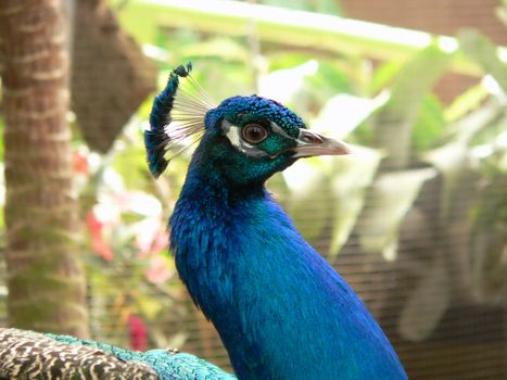 Blue indian peacock closeup