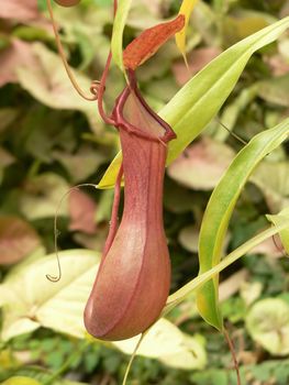 Carnivorous plant - red Nepenthes Ventrata