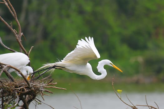 Flying White Egret