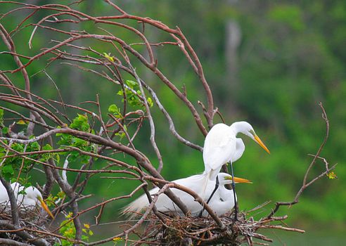 Sitting White Egret