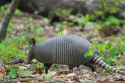 Armadillo walking