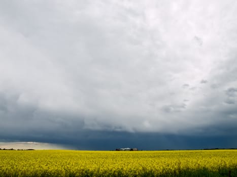 Summer thunderstorm rolling over a golden field of canola.