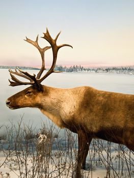 Bull caribou on display at a museum.