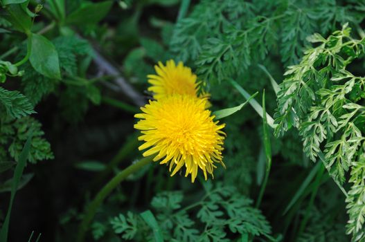 Two spring flowers in green grass