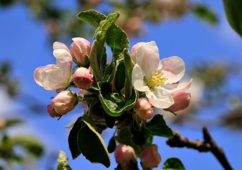 Spring blossom of apple tree with blue sky