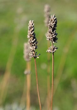 it seems like two dry lavenders, which are preserved from last year