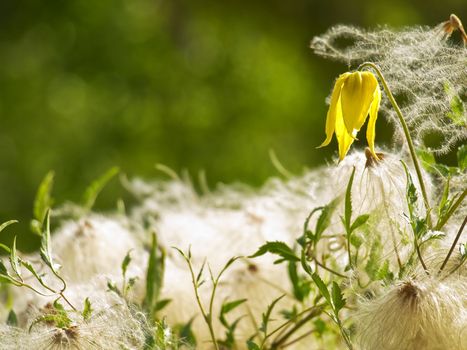 A single yellow flower hanging over a bed of soft, fuzzy seeds.