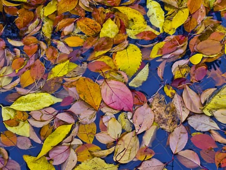 Autumn colors floating on the surface of a fountain.