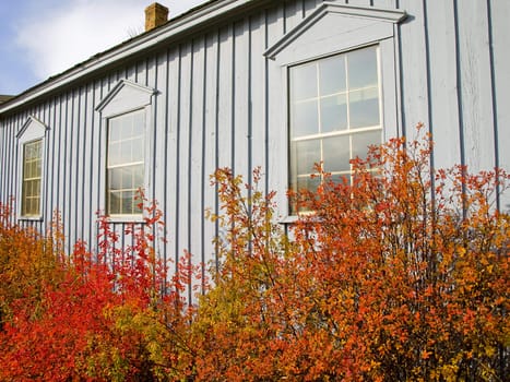Vibrant autumn colors on a bush along side a building.