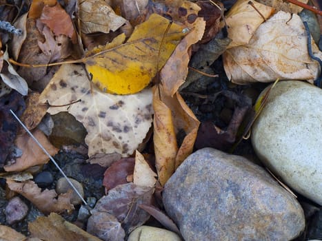 Rocks and autumn leaves near the cold river bank.