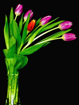 Fresh spring tulips fanning out of a clear glass vase.