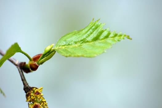 Norwegian birch. Closeup.