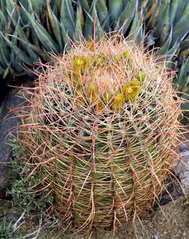 Barrel Cactus