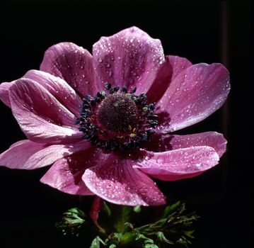 Close up of a purple Anemone