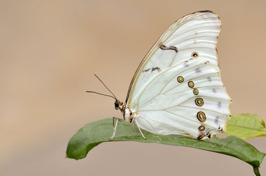 This butterfly aka Morpho polyphemus is found in Mexico and Central America