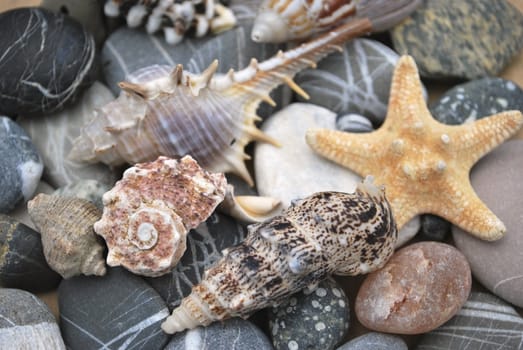 still life with seashell of the miscellaneous of the size and pebble