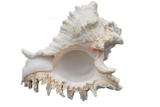  seashell from the  Adriatic sea, on the white backgrownd