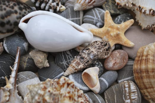 still life with seashell of the miscellaneous of the size and pebble