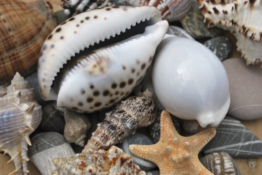 still life with seashell of the miscellaneous of the size and pebble