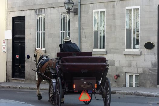 a carriage horse and cabman in historic district