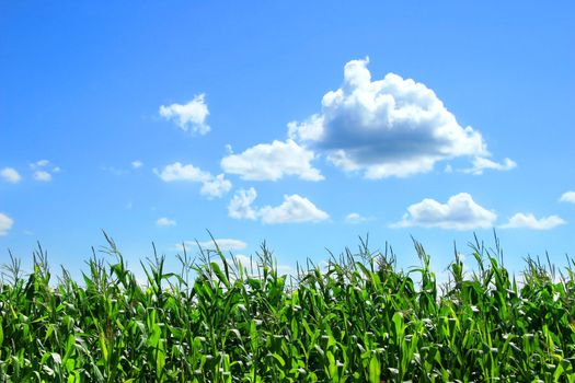 Field of corn stalks in August