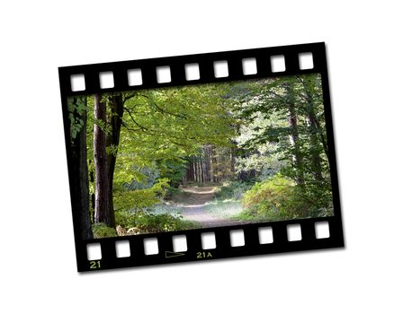filmstrip with trees