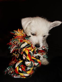 white cut dog isolated in black