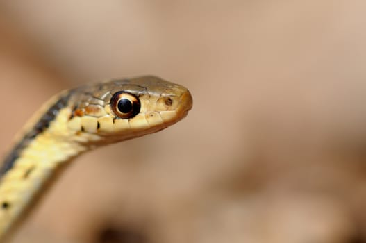 Thamnophis sirtalis known as common garter snake in North America