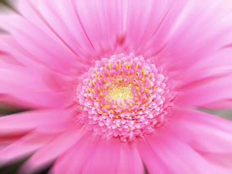 close shot of pink daisy