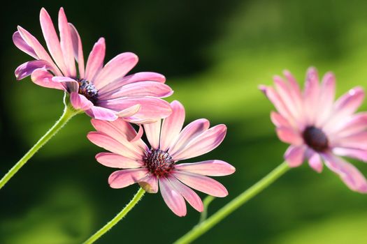 Pink daisies blowing in the wind